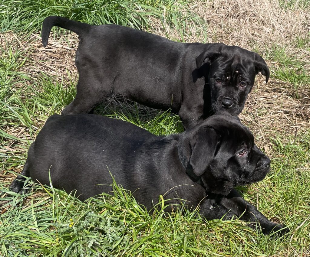 CANE CORSO TRADIZIONALE