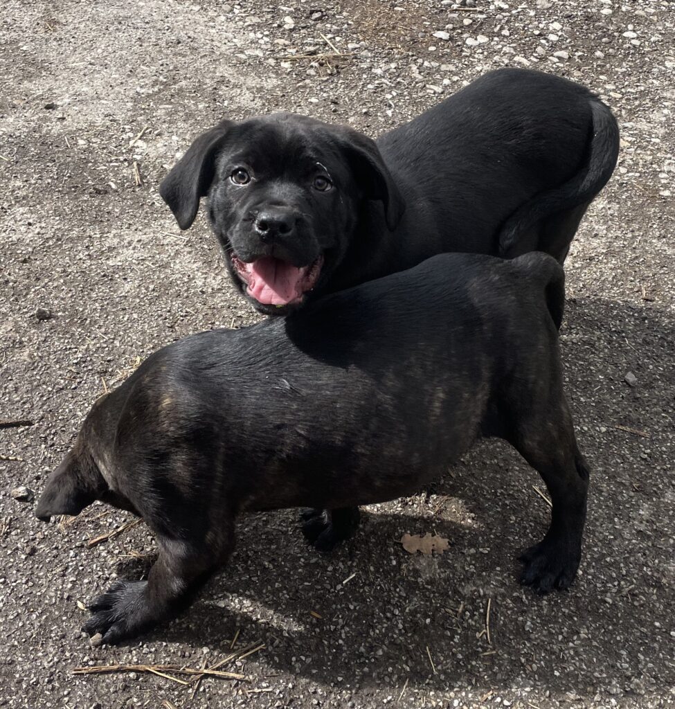 CANE CORSO TRADIZIONALE