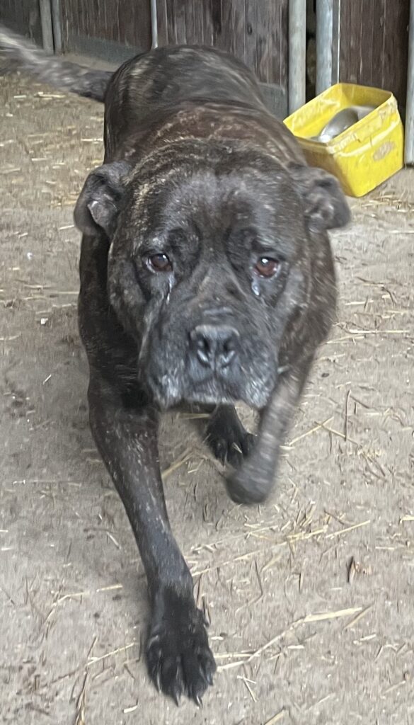 CANE CORSO TRADIZIONALE