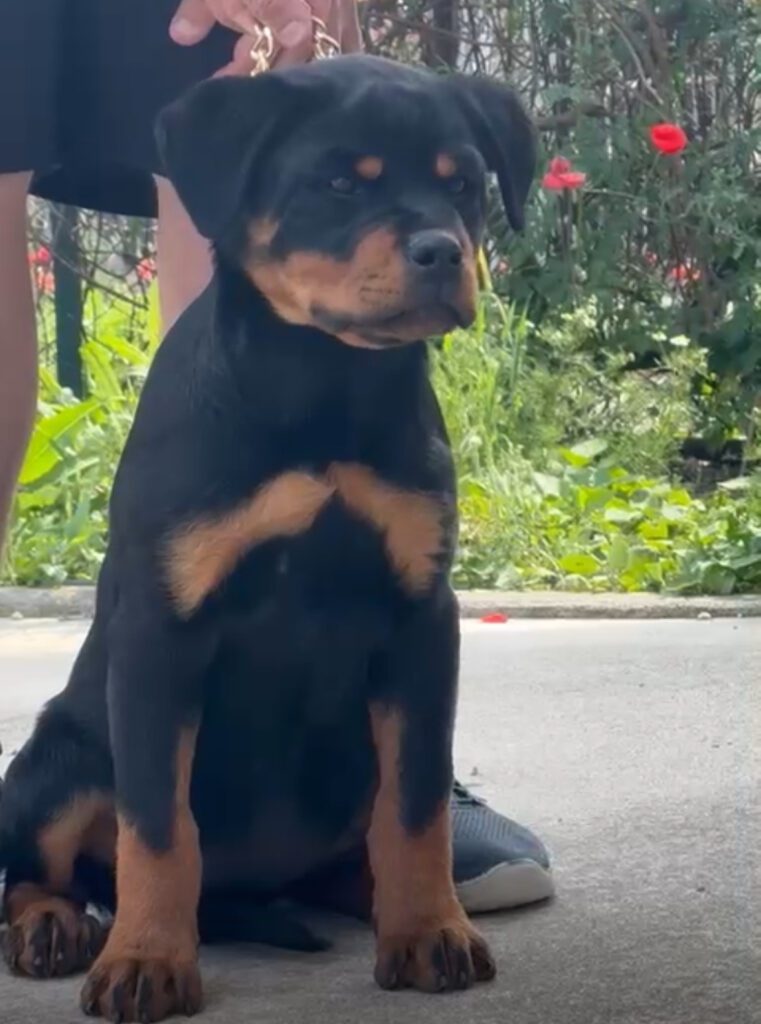 Cuccioli Rottweiler femmine 3 mesi