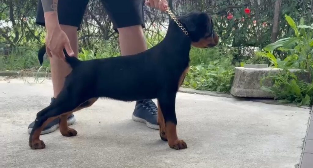 Cuccioli Rottweiler femmine 3 mesi