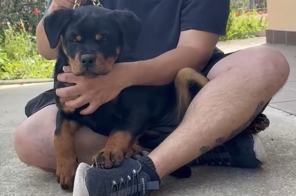 Cuccioli Rottweiler femmine 3 mesi