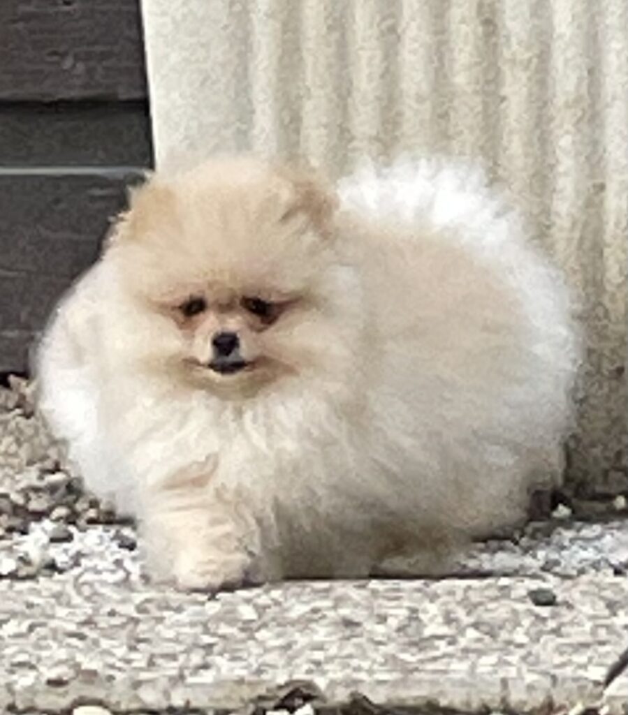 Volpino di Pomerania