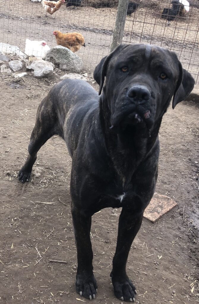 CANE CORSO TRADIZIONALE