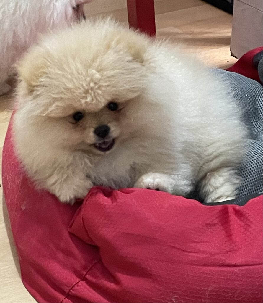 Volpino di Pomerania