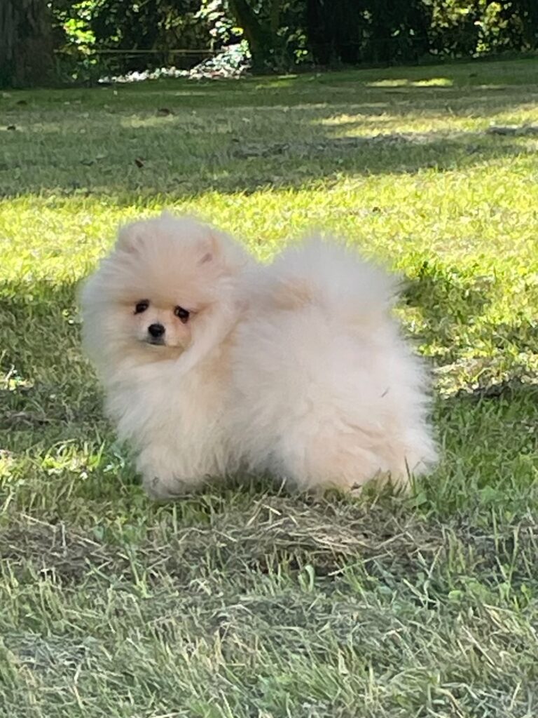 Volpino di Pomerania