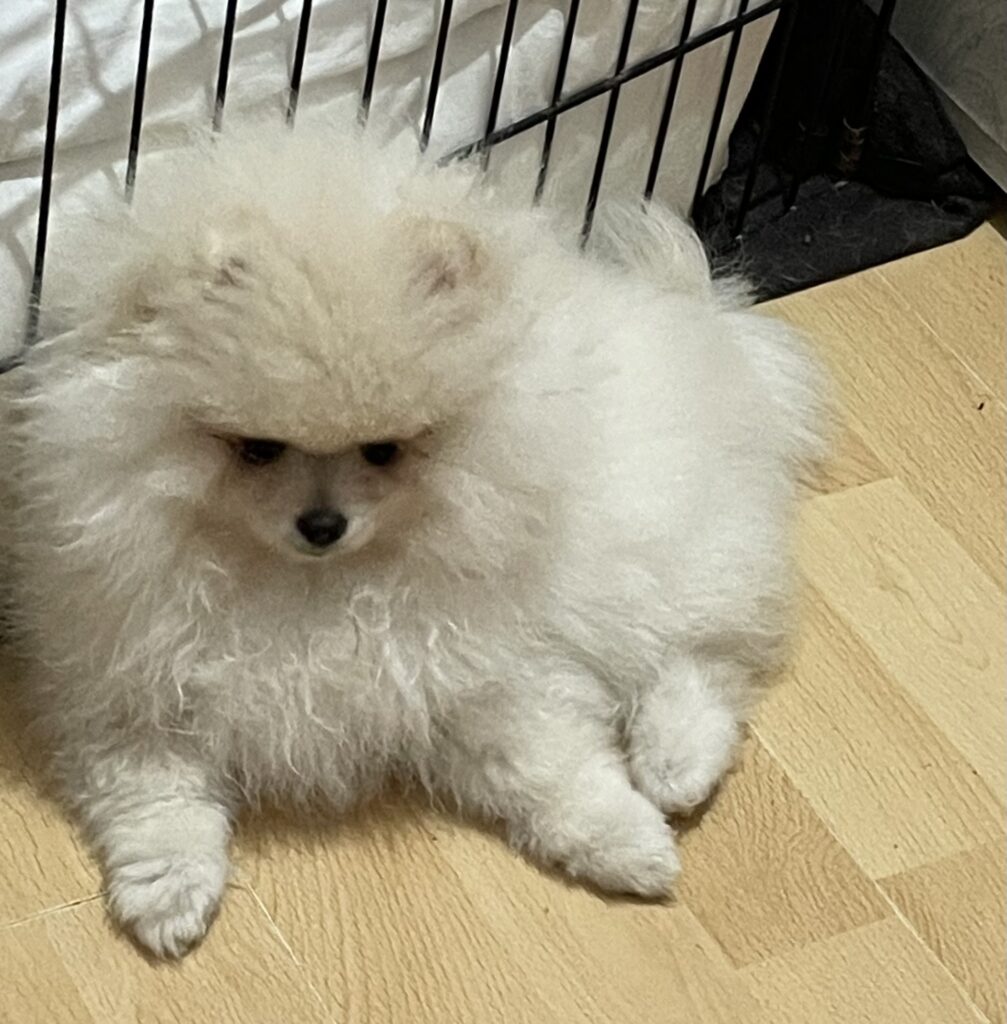 Volpino di Pomerania