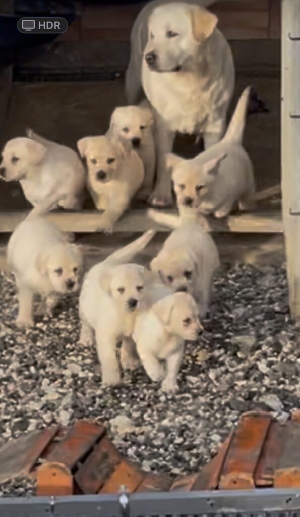 Splendida Cucciolata di Labrador Retriever  miele e di neri