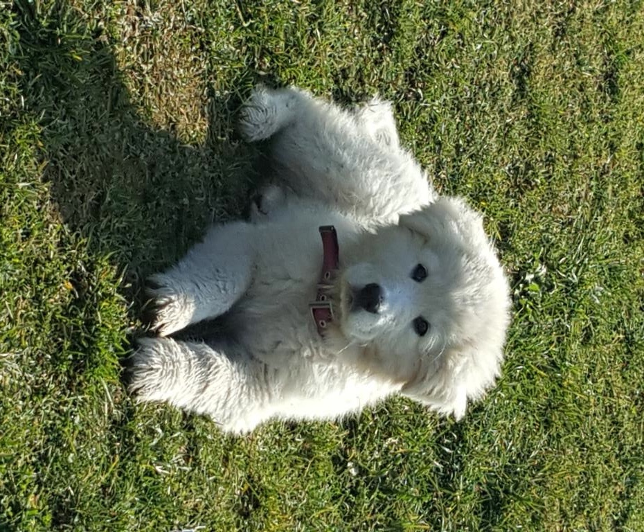 PASTORE MAREMMANO ABRUZZESE