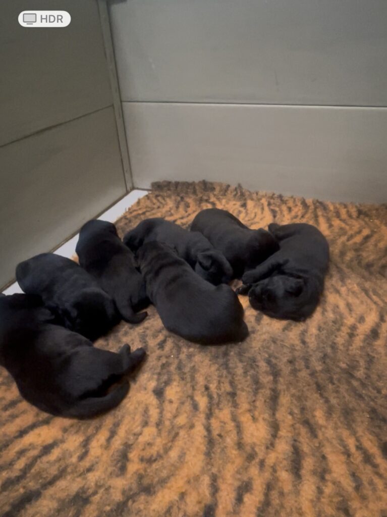 Splendida Cucciolata di Labrador Retriever  miele e di neri