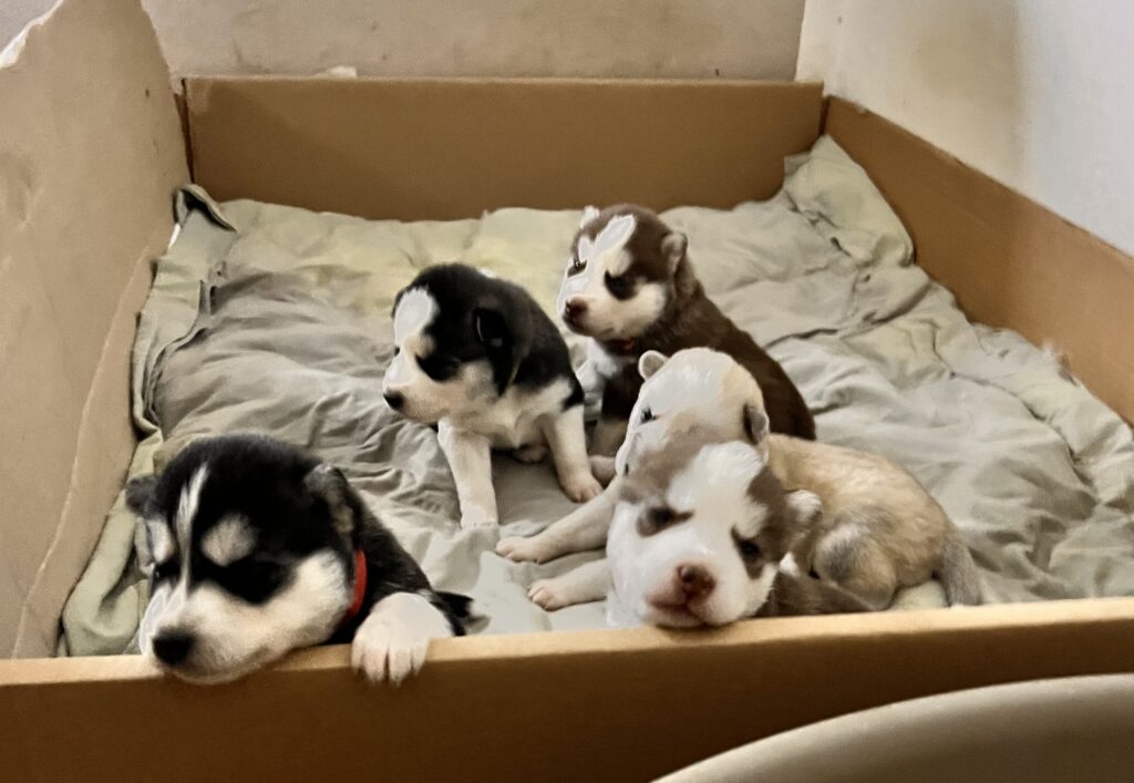 Cuccioli di Siberian Husky