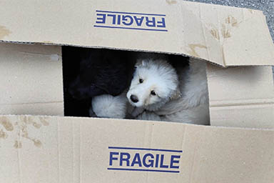 Abbandonati in una scatola tra i rifiuti: salvati 8 cuccioli