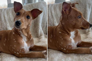 Da randagio a influencer su TikTok: la rinascita del cane “Bambi”