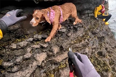 Finisce su una scogliera tra il mare e il vuoto: il salvataggio del cane Ember