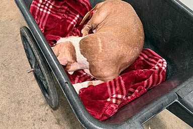 Il lieto fine di Ivory, il cane abbandonato con un pannolino addosso