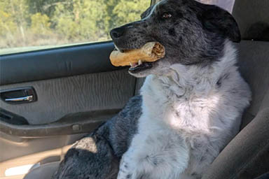 Cane veglia il proprietario intrappolato nell'auto dopo un incidente