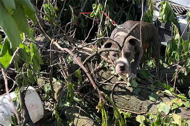 Legata a un albero, sopravvive a un tornado: la storia commovente del cane Lita