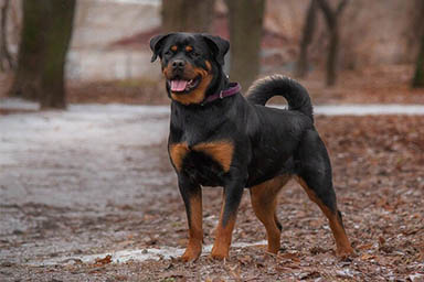 Un patentino per le razze ritenute pericolose: voto all'unanimità in Lombardia