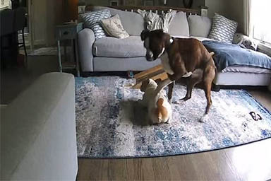 Cane ha attacco epilettico, il fratello a quattro zampe lo salva