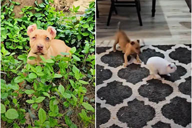 La nuova vita del cane Pablo, abbandonato in un fosso e senza un occhio