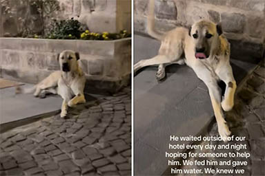 Aspetta del cibo fuori dall'hotel, ma il cane Aslan vene adottato