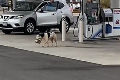 Cane sopravvive nel Grand Canyon mangiando spazzatura: salvato con un drone