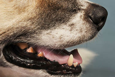 Annusatore di alito canino: ecco la figura ricercata da un'azienda di benessere per animali