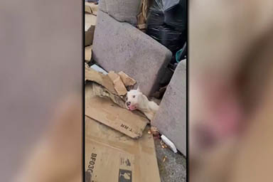 Il salvataggio commovente di Jericho, incastrato sotto un divano in una discarica