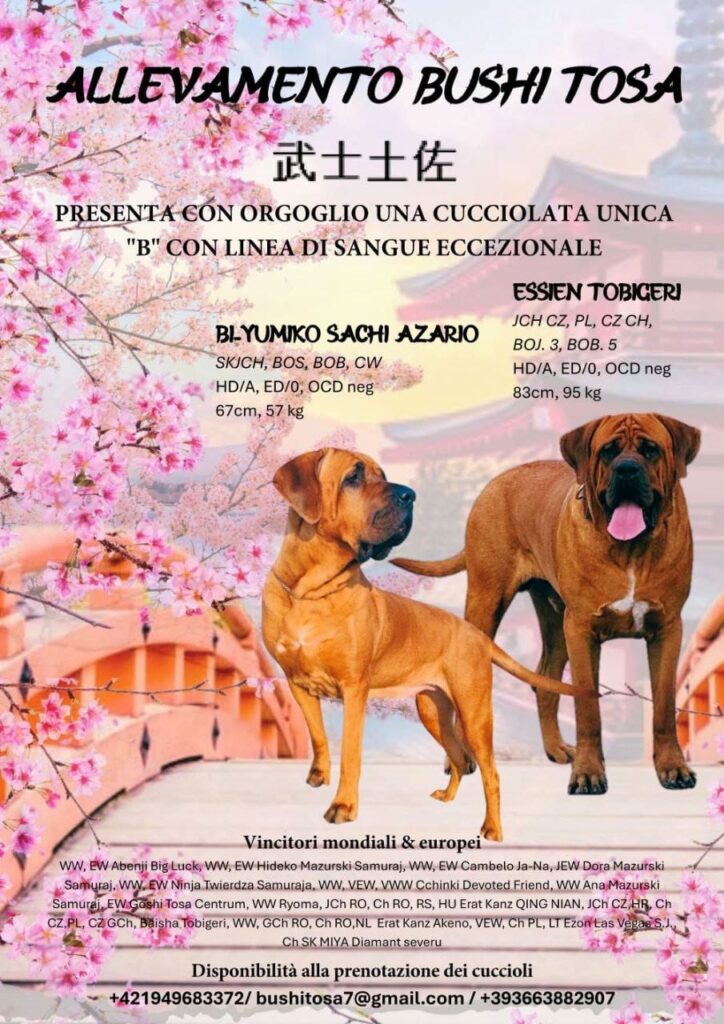 Cucciolata Tosa Inu meravigliosa!