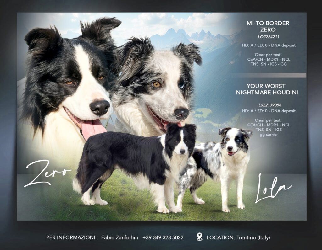 Border Collie Cuccioli MERAVIGLIOSI