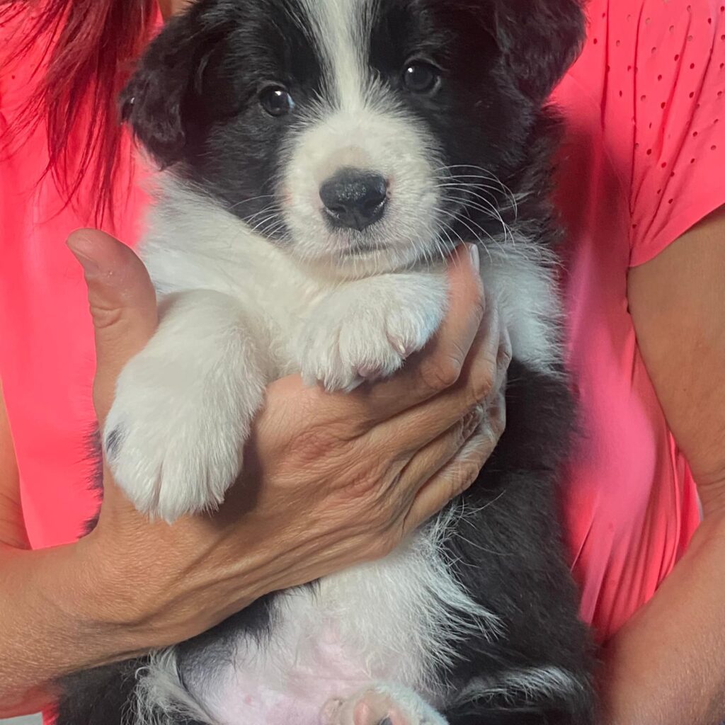 Border Collie Cuccioli MERAVIGLIOSI
