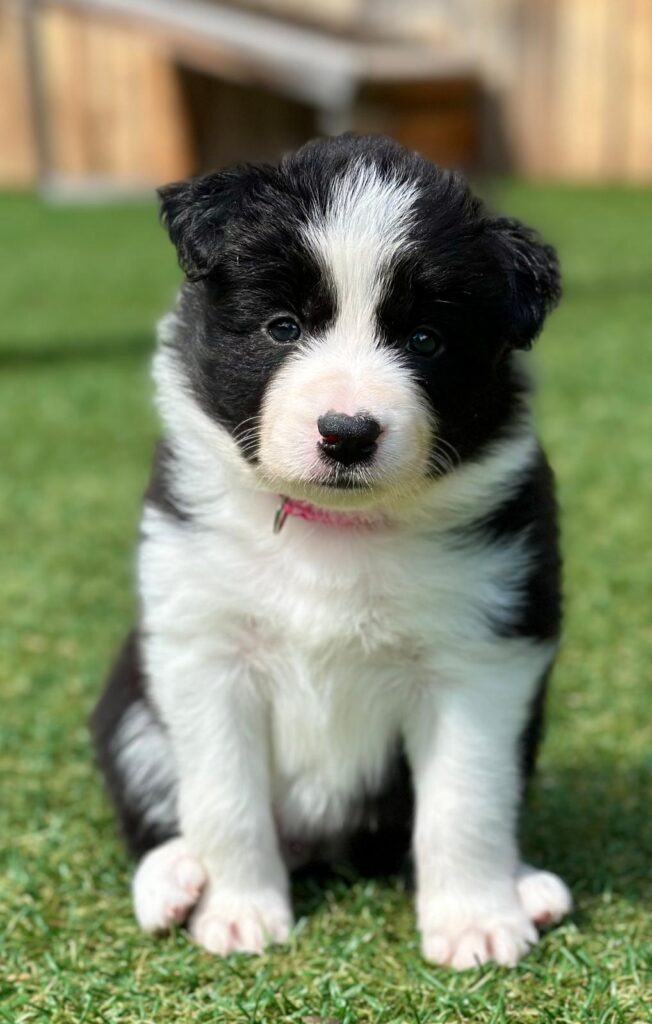 Border Collie Cuccioli MERAVIGLIOSI