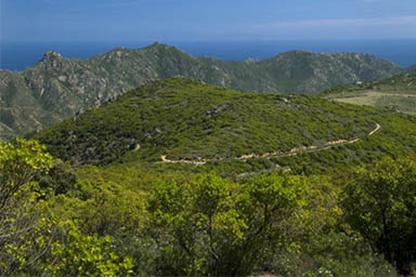 Maracalagonis
