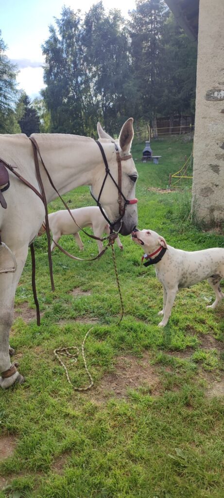 Cuccioli Dogo Argentino - Linea da Lavoro Originale