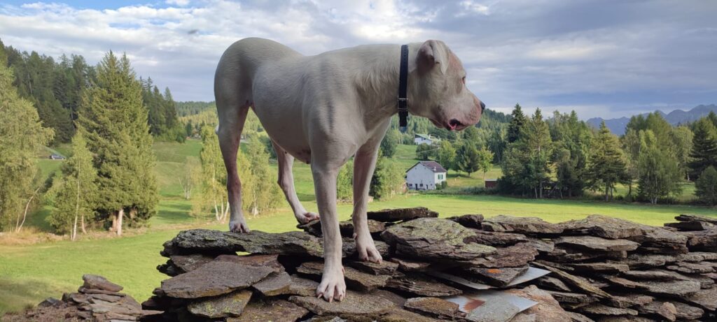 Cuccioli Dogo Argentino - Linea da Lavoro Originale