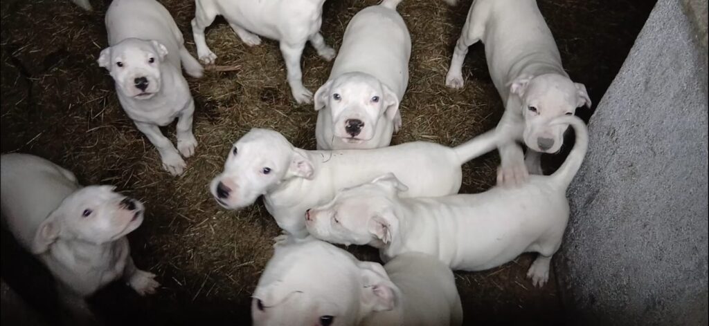 Cuccioli Dogo Argentino - Linea da Lavoro Originale