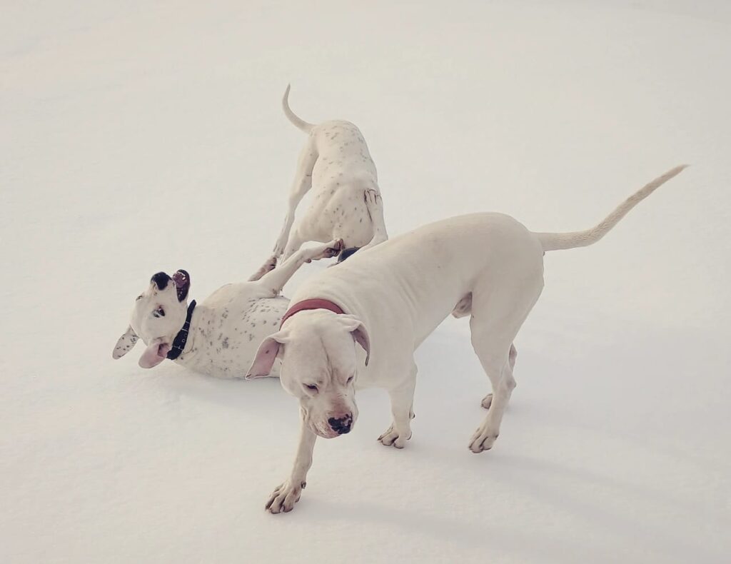 Cuccioli Dogo Argentino - Linea da Lavoro Originale