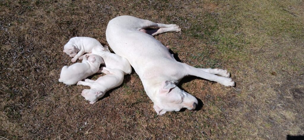 Cuccioli Dogo Argentino - Linea da Lavoro Originale