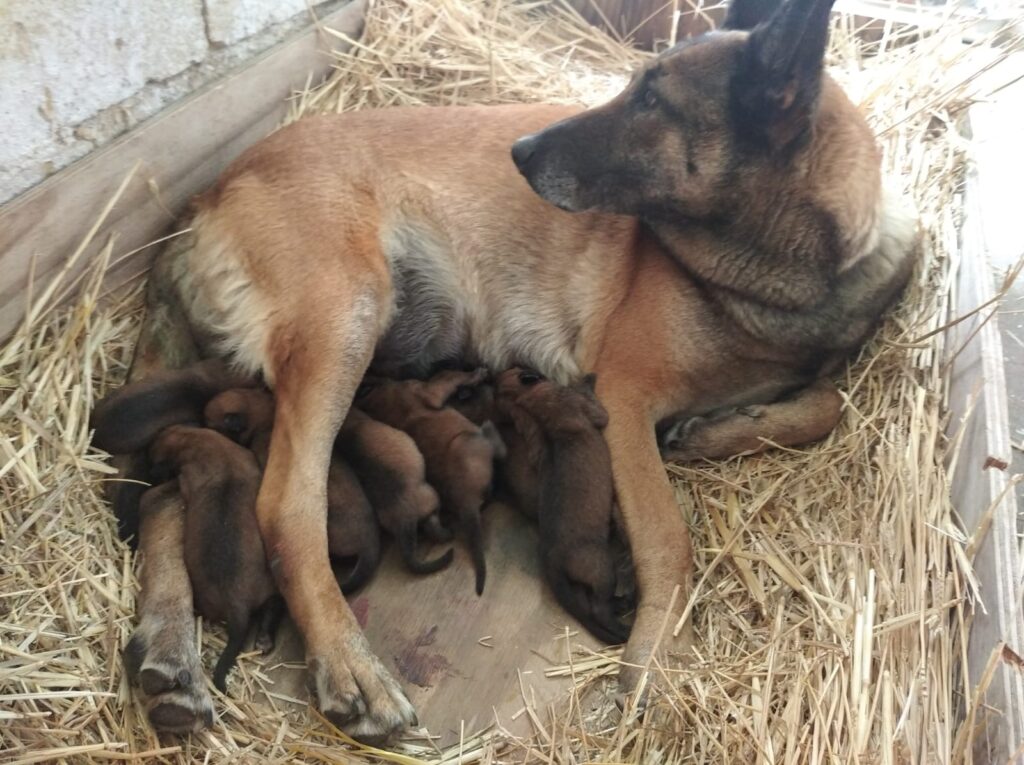 Pastore Belga Malinois Allevamento e Cuccioli Puglia Campania Basilicata con pedigree ENCI