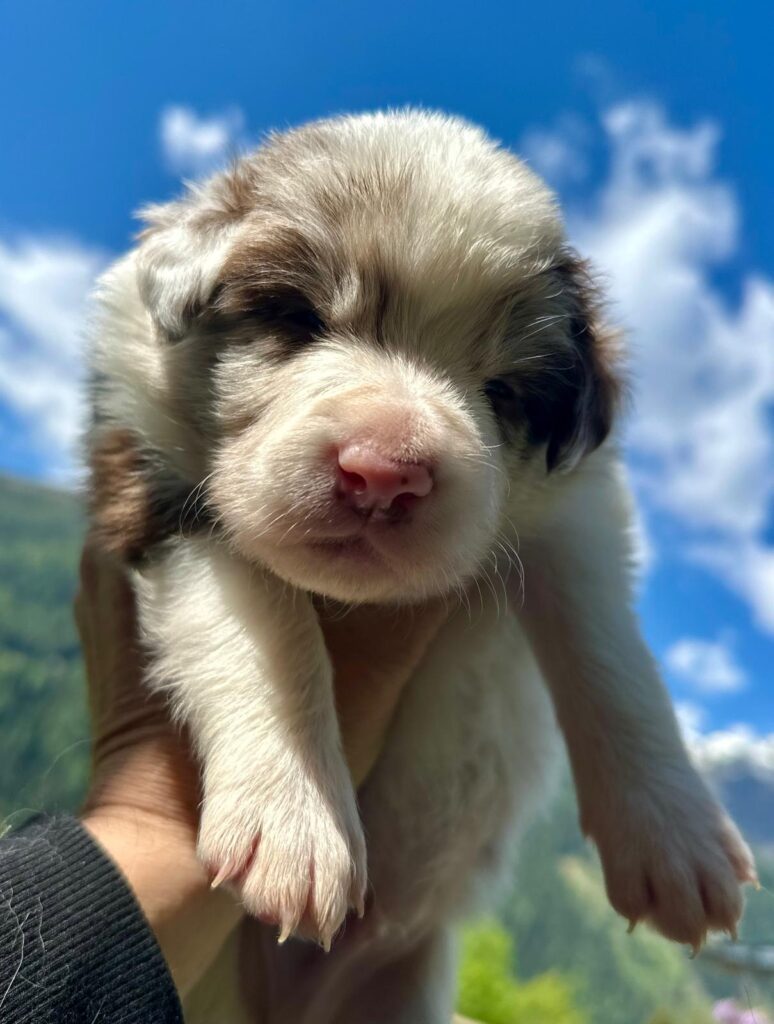Border Collie Cuccioli MERAVIGLIOSI