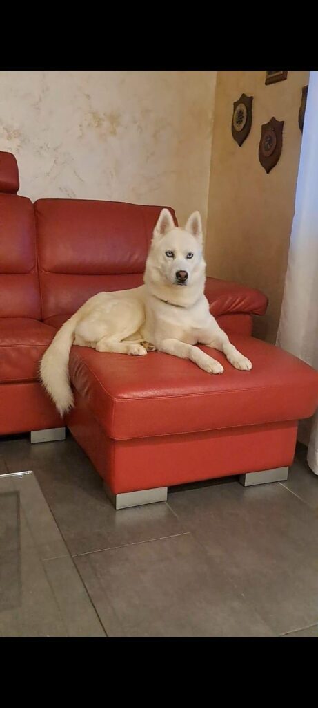 Cuccioli di Siberian Husky