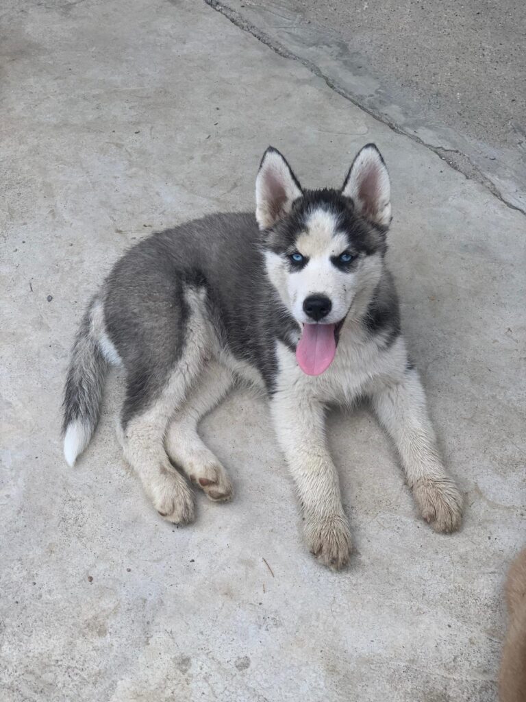 Cuccioli di Siberian Husky