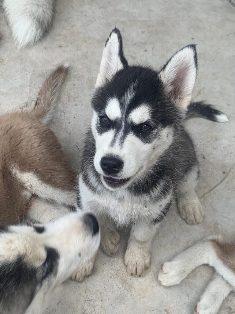 Cuccioli di Siberian Husky