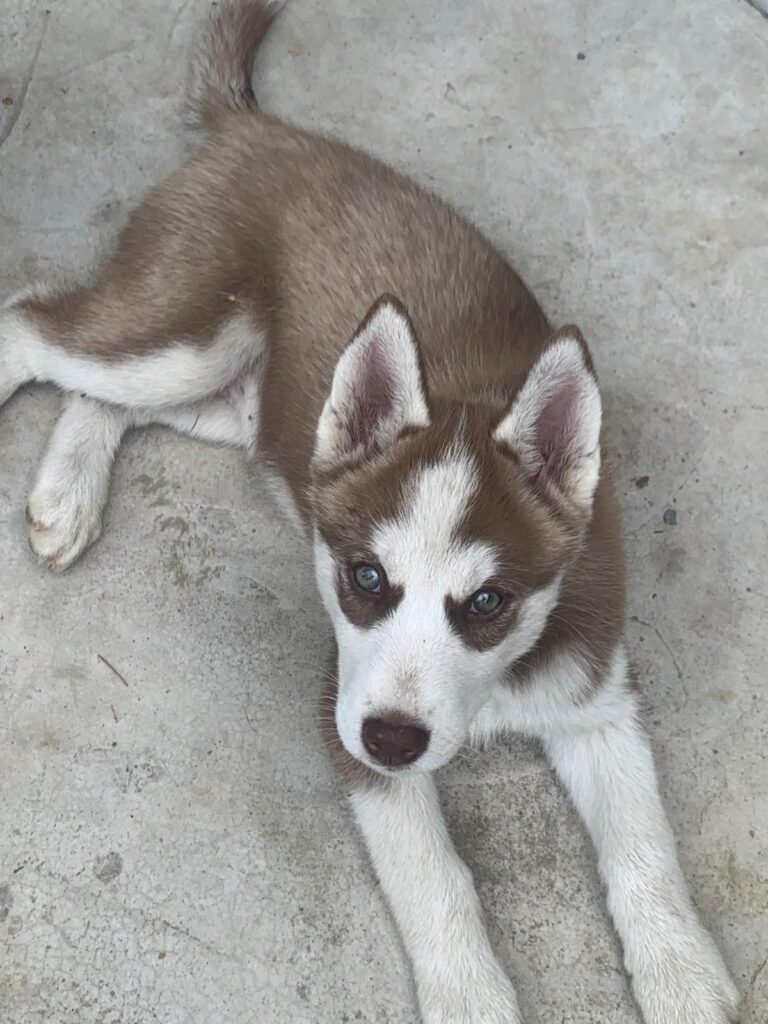 Cuccioli di Siberian Husky