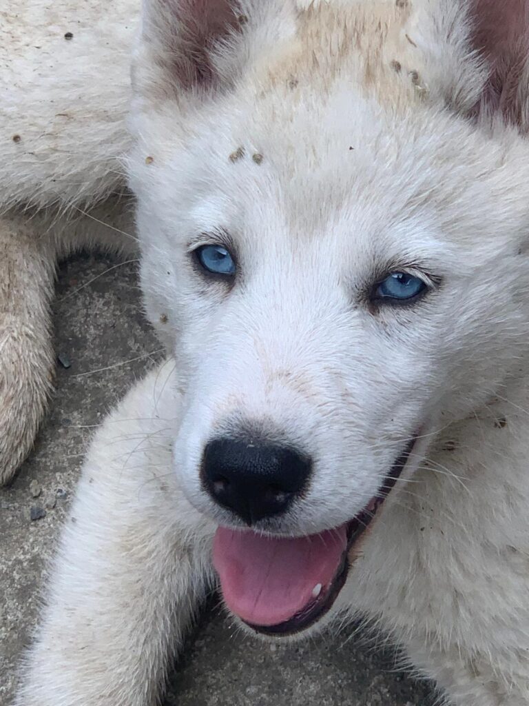 Cuccioli di Siberian Husky