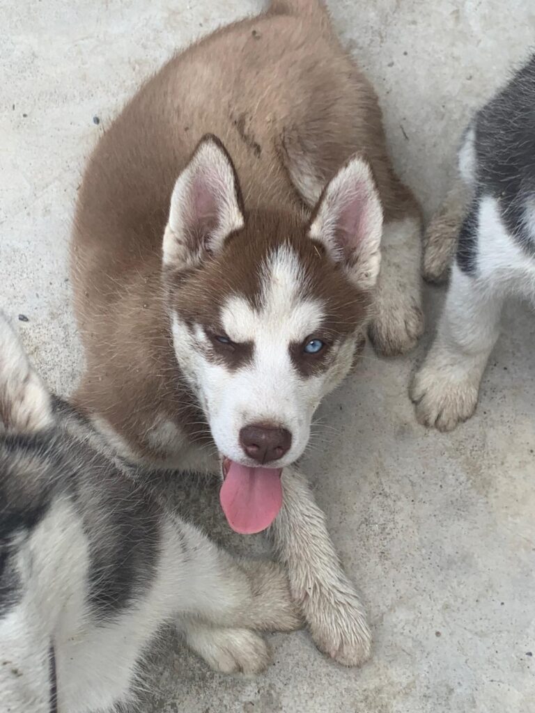 Cuccioli di Siberian Husky
