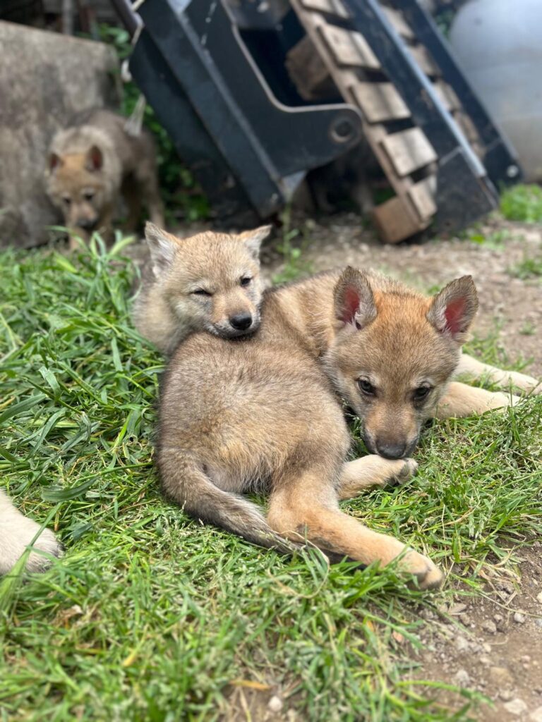 Cucciole di Cane Lupo Cecoslovacco