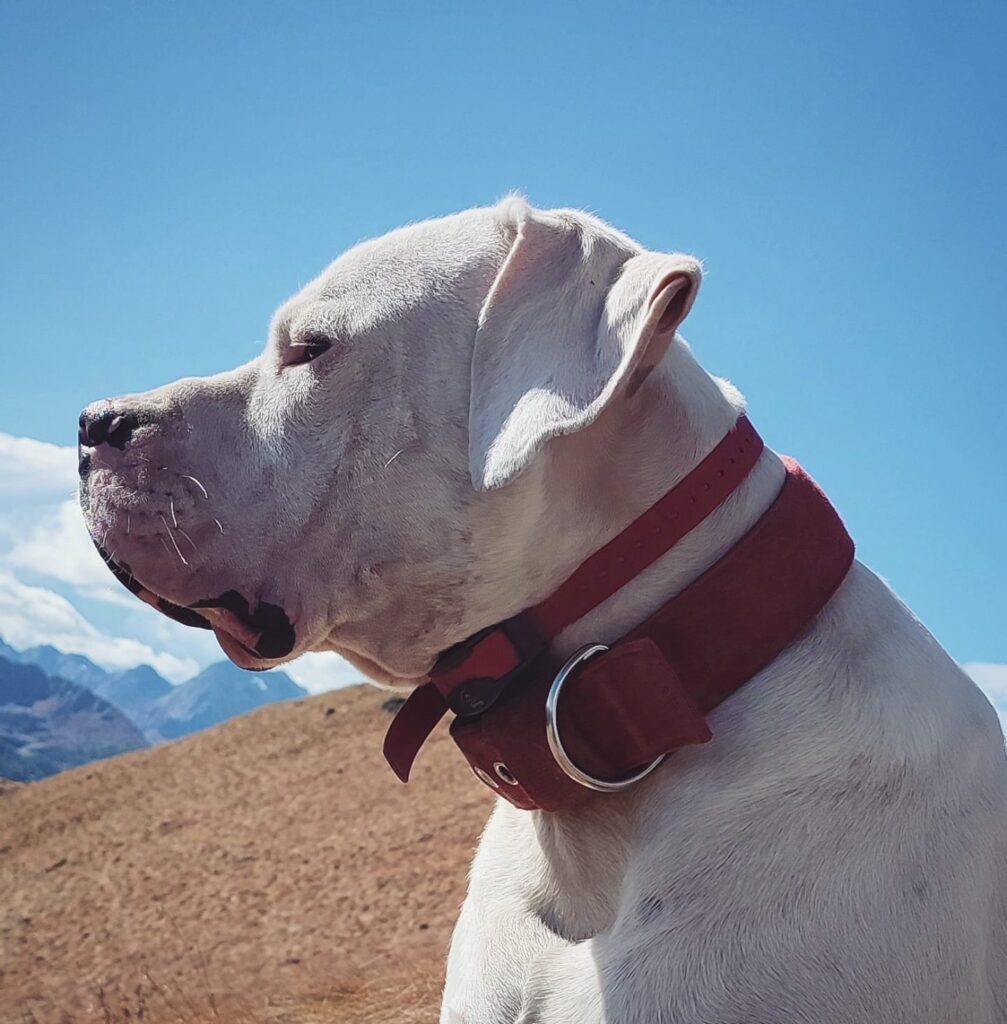 Cuccioli Dogo Argentino - Linea da Lavoro Originale