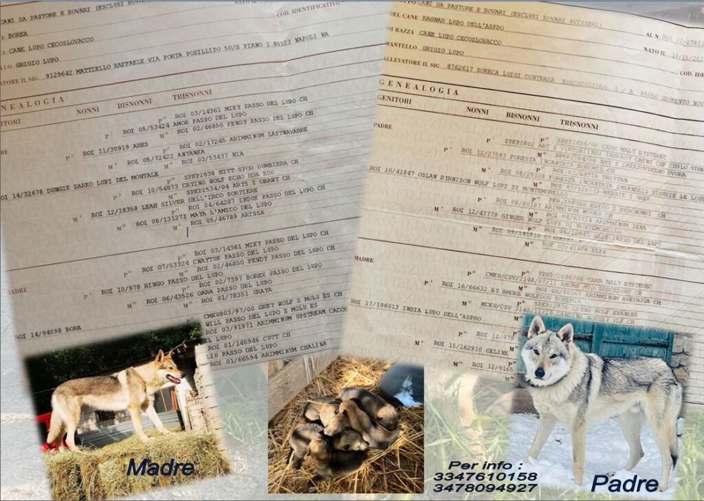 Cucciole di Cane Lupo Cecoslovacco