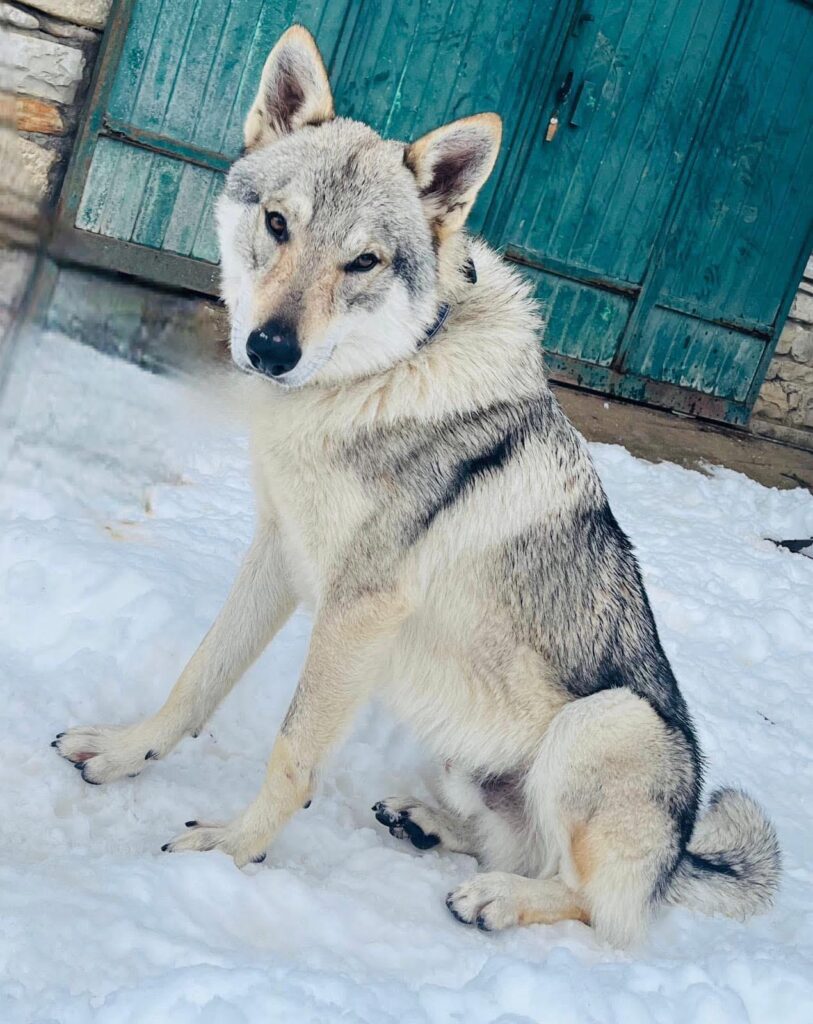 Cucciole di Cane Lupo Cecoslovacco